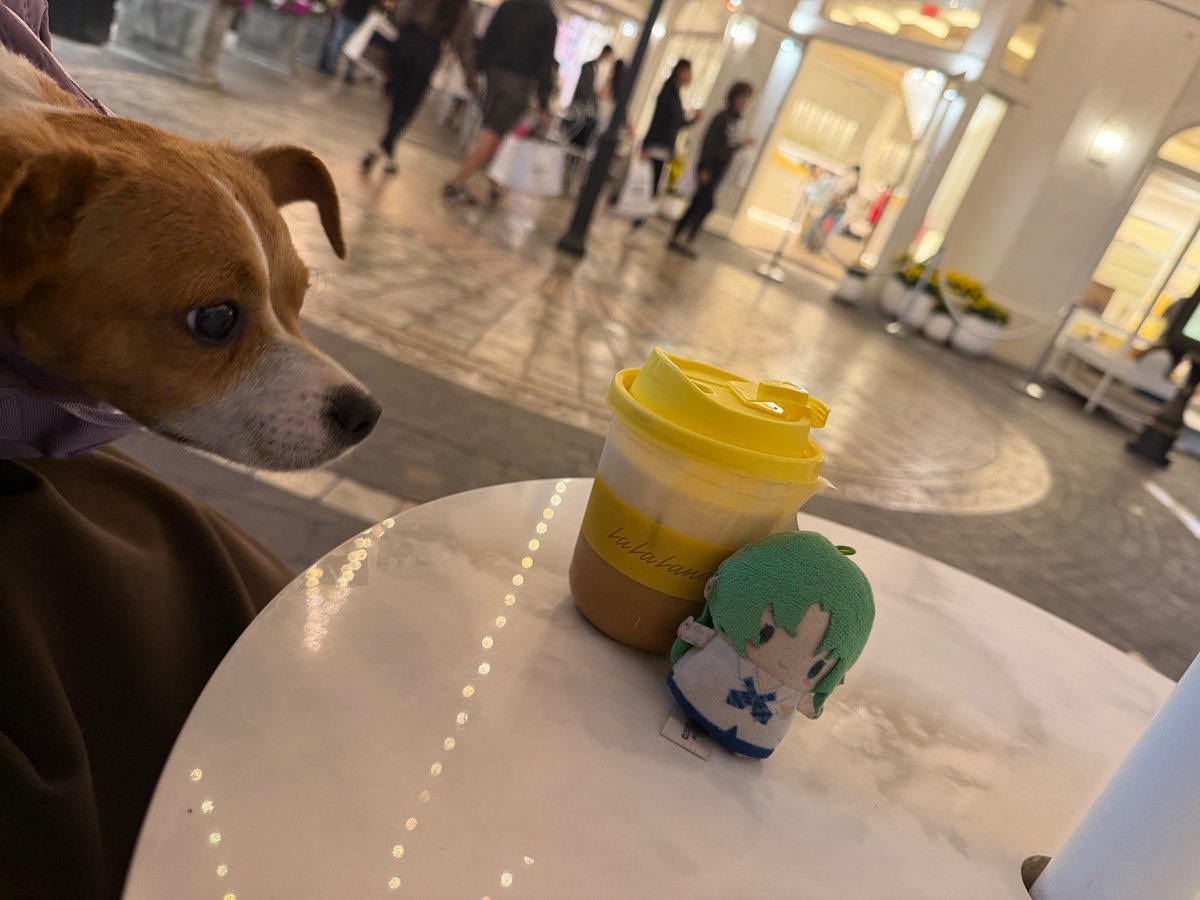 somewhat daily shion plush / 毎日詩ぃぬいぐるみ (@dailyshiiplush) on Twitter photo 