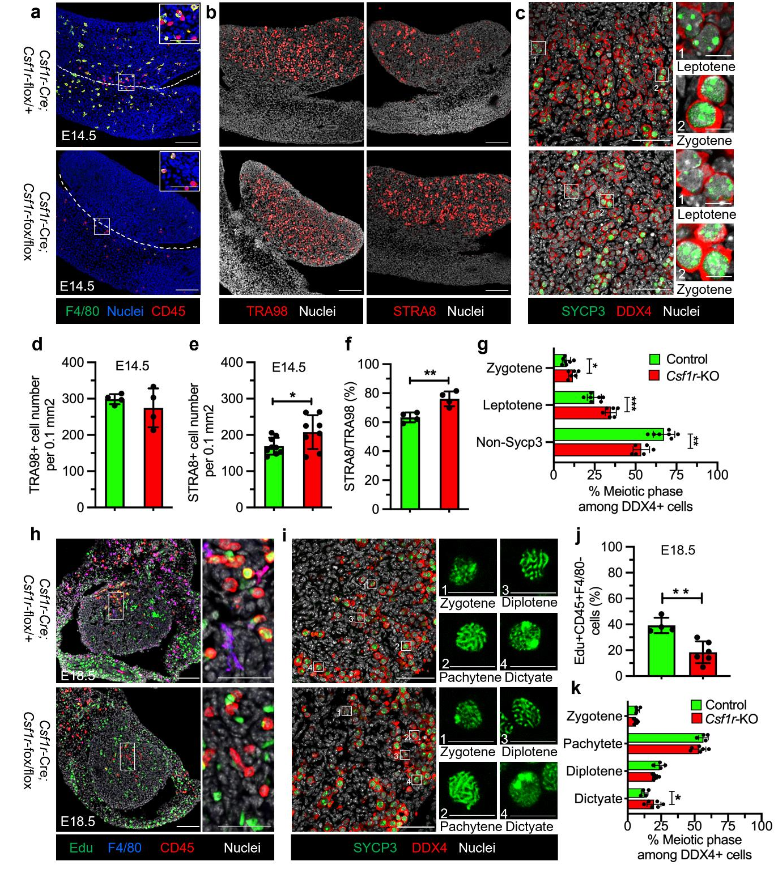 HJRBio's tweet photo. Funny😆"CSF1R-dependent macrophages ... facilitate...
developmental germ cell loss, which may be important for ensuring the quality and appropriate
number of oocytes during ovarian maturation"
https://t.co/aaJVmXDzQ5 https://t.co/xW527FFTuC