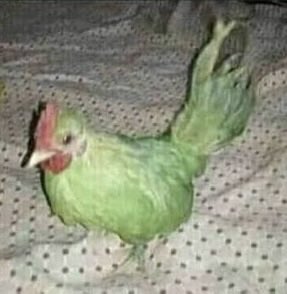 América de Cali tweet media