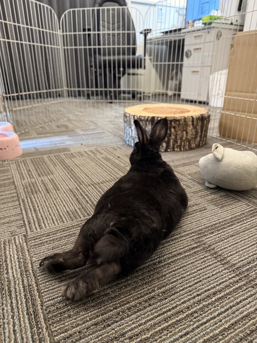 くろいうさぎたち🐰 tweet media