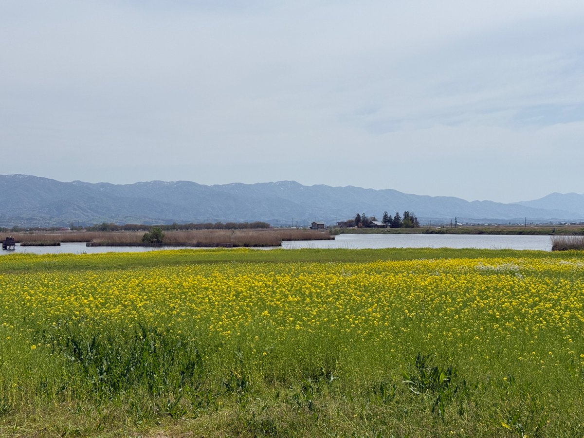 ADふーちゃん tweet media