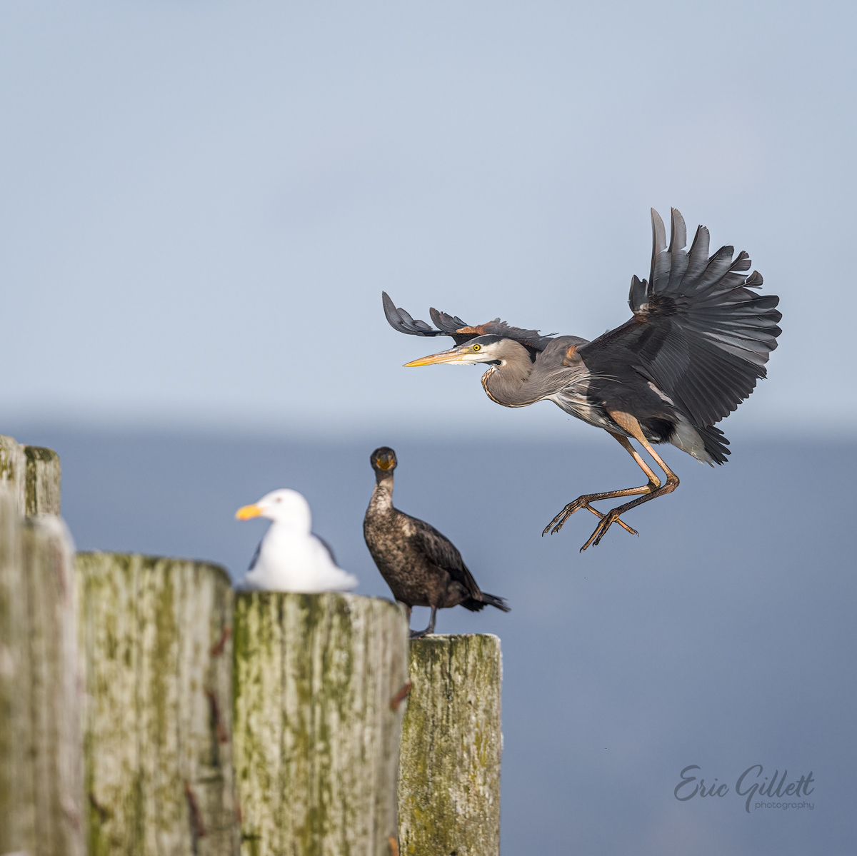 avianpics's tweet photo. A gull, a cormorant, and a heron all flew onto a pier... 🤣

I'm sure there's a good joke in there somewhere! https://t.co/dh6wrvDk4J
