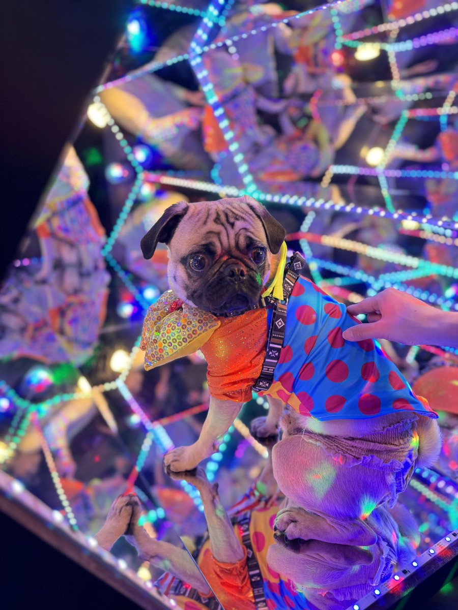 パグの"だいきち"と"ぽてきち" / The Pug & Peace tweet media