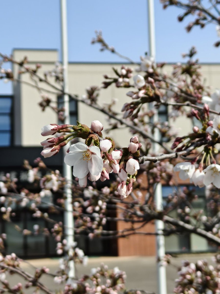 TokaTechCh's tweet photo. 十勝産業振興センター前の桜が咲いていました☺️🌸 
帯広にも春が来ましたね♪ 
今年の桜前線は記録的な速さで北上して北海道に到達。
���年は4月末の開花なのに早くてびっくりです🤔 
これから満開になるのが待ち遠しいです✨
#桜 #北海道 https://t.co/irRY5knaMm