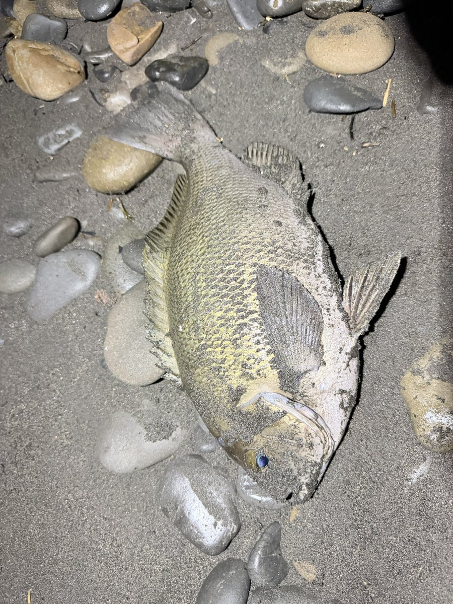 ren28_fish's tweet photo. お魚久々すぎて写真の撮り方忘れた😇 https://t.co/FXcCzFVsv0