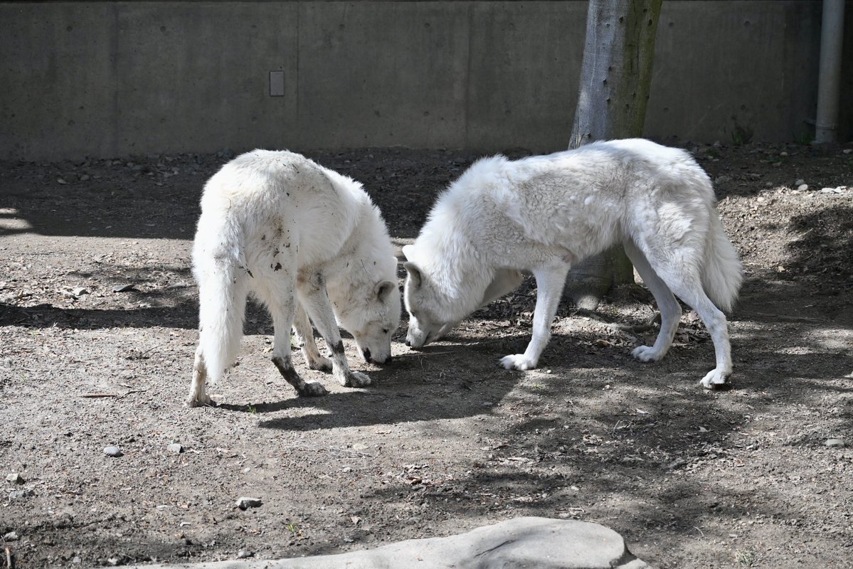 ちょくちゃん tweet media