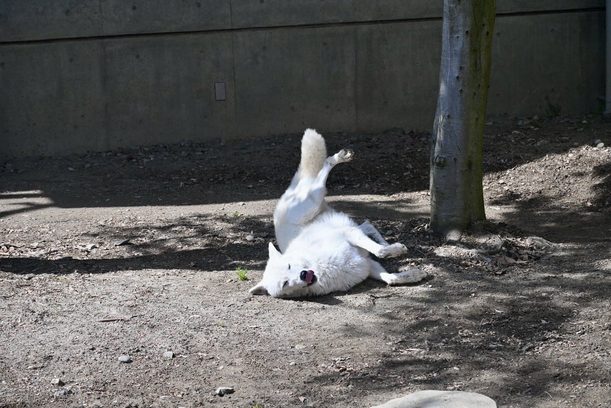 ちょくちゃん tweet media