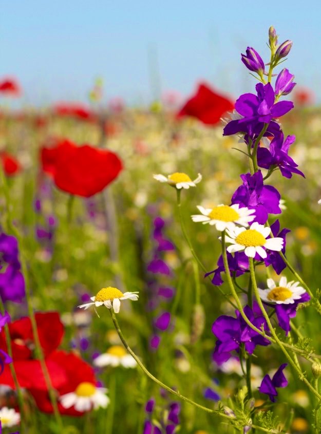 繊細気質さんの心身整体ほぐしサロン『トータルケアポピー』/練馬/鍼灸師セラピスト tweet media