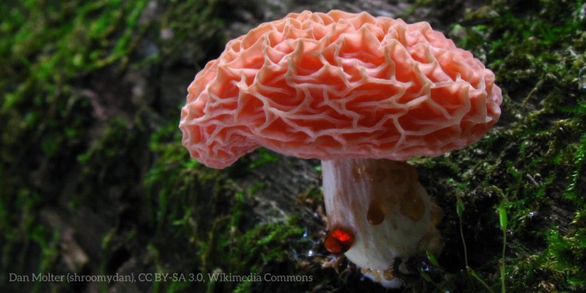 American Museum of Natural History tweet media