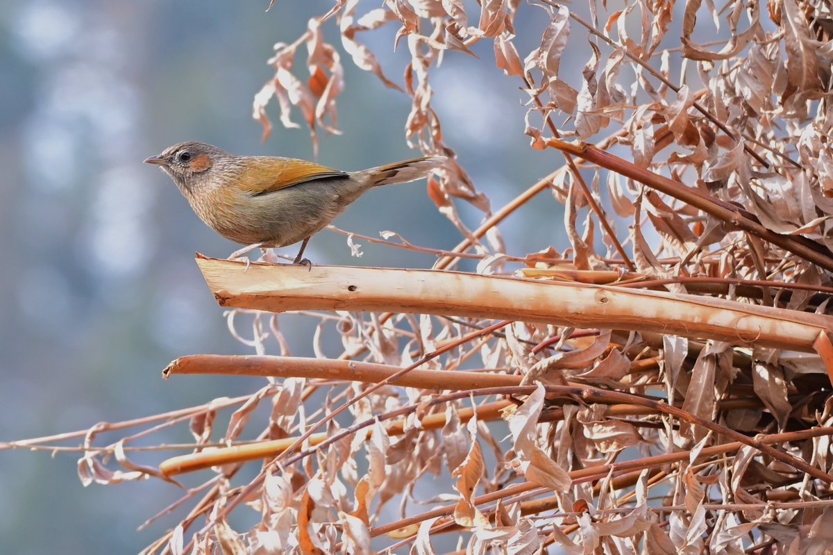 Manish Hariprasad tweet media