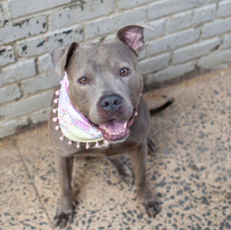 BeeDoDoobieDo's tweet image. 🌸🪷Veronic🪷🌸
#61DaysinCare ~ this pretty &amp;amp; sweet girl
has friends who keep her close &amp;amp; loved

Why is she still waiting? Makes no sense☺️😳
She needs a foster to 🩷love her up, get her ready for a forever home and fly the foster nest🪺 
nycacc.app/browse/247834 😌#foster #adopt