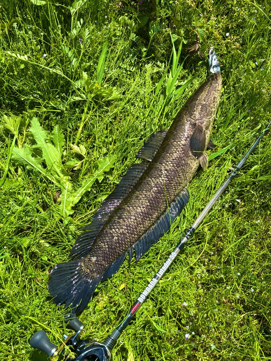 namatamanama's tweet photo. カイチョー君にもらったフロッグで 🙏
 
#雷魚通信 
#snakehead 
#BOMBADA 
#ボンバダ　
#Lutador55 
#ルタドール55 
#岐阜から来た🐸 https://t.co/SL5O1l773G