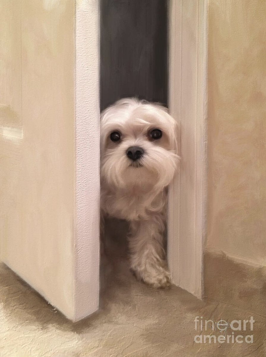 LoisBryanPhotog's tweet image. "Hello" tied for 1st in the 4/8 #FineArt"America contest "Hide And Seek." My thanks to  everyone who voted for my image. Congratz to the other winners!!
fineartamerica.com/featured/hello…

#dogs #maltese #pets #art #digitallyhandpainted #NotAi #cute #LoisBryan #CorelPainter
