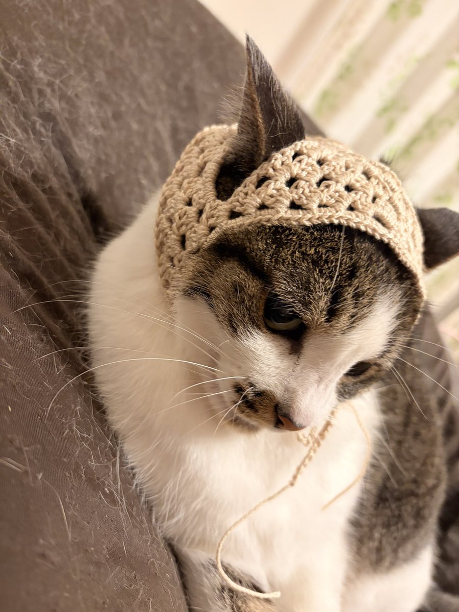 ともよ/ぬい垢 tweet media