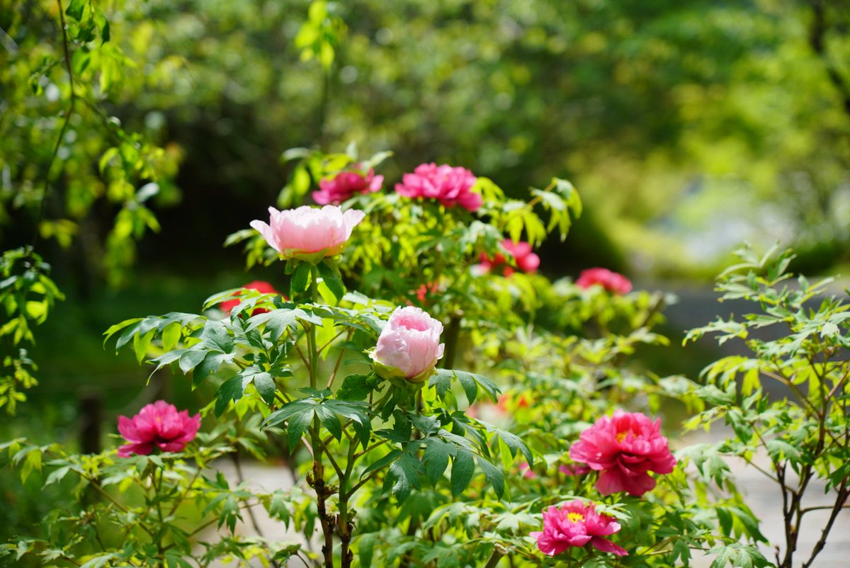 高野山真言宗 遺跡本山 観心寺 tweet media