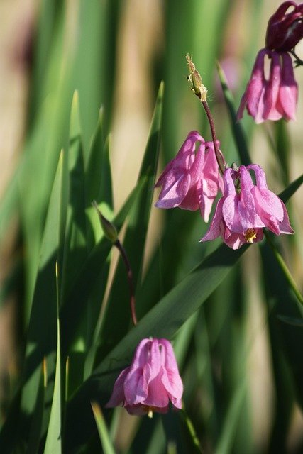 Labchoy Pintac tweet media