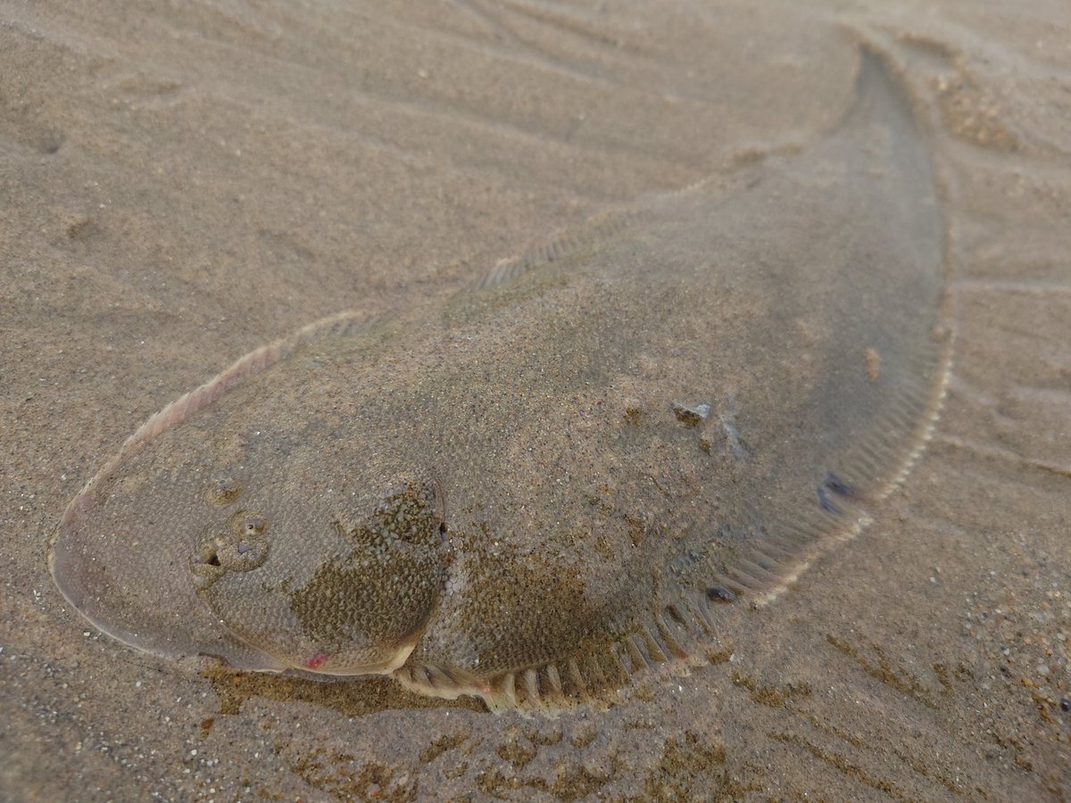 すみやま🎣舌平目に愛された夫婦 tweet media