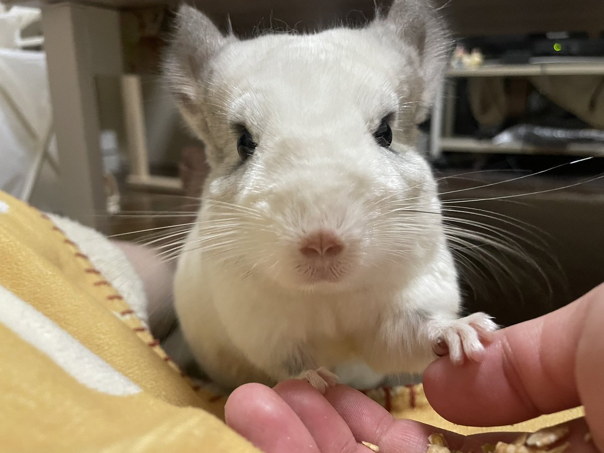 美月さんは5/17マクロス歌うよ🎤 tweet media