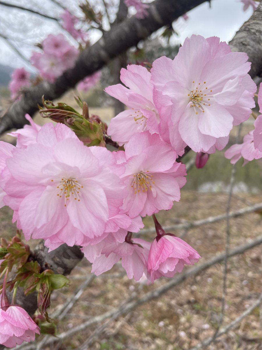 cloudslover371's tweet photo. こんにちは✨
穏やかな一日を♪♪

垂れ🌸
八重🌸
綺麗です！ https://t.co/fzJGvYjMPT