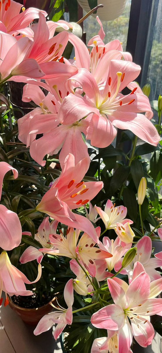 nggak semua perempuan suka bunga, tapi perempuan mana yang gak happy tiba tiba dikasih bunga💐