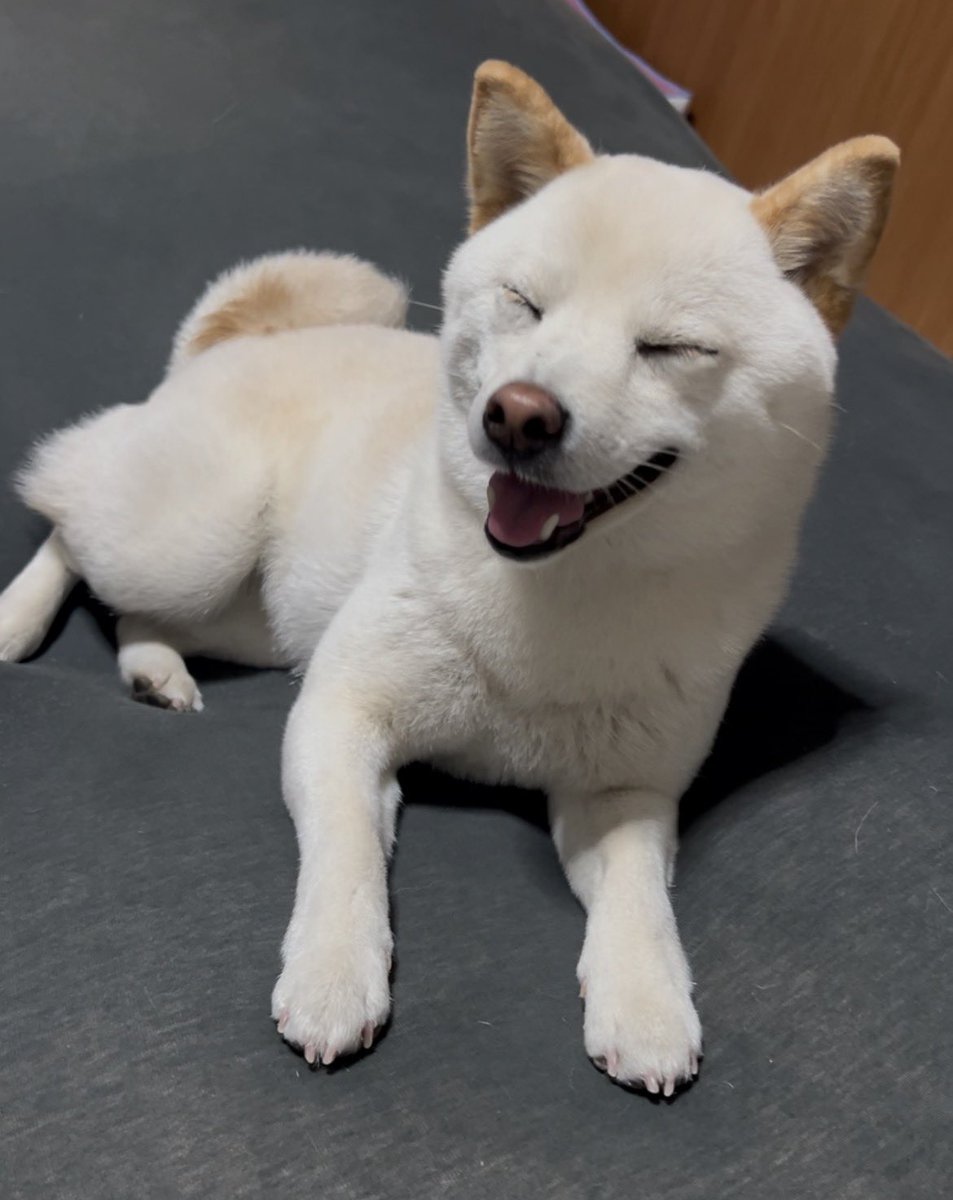 Yogiboを独り占めする犬を見てほしい😍