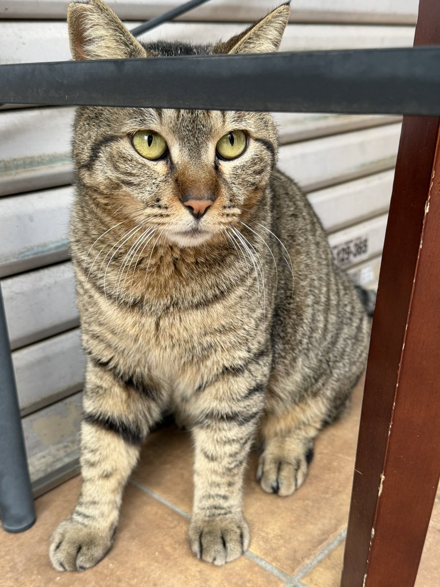 キジトラのちゃんネコ
おった