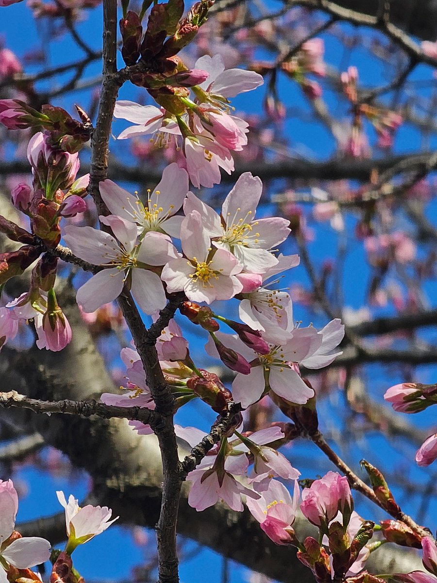 CalbeePotato(カルビーポテト)公式 tweet media