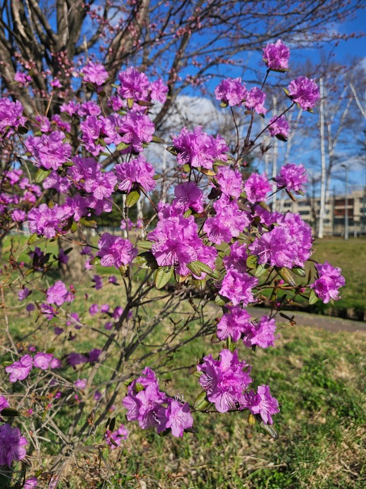 CalbeePotato(カルビーポテト)公式 tweet media