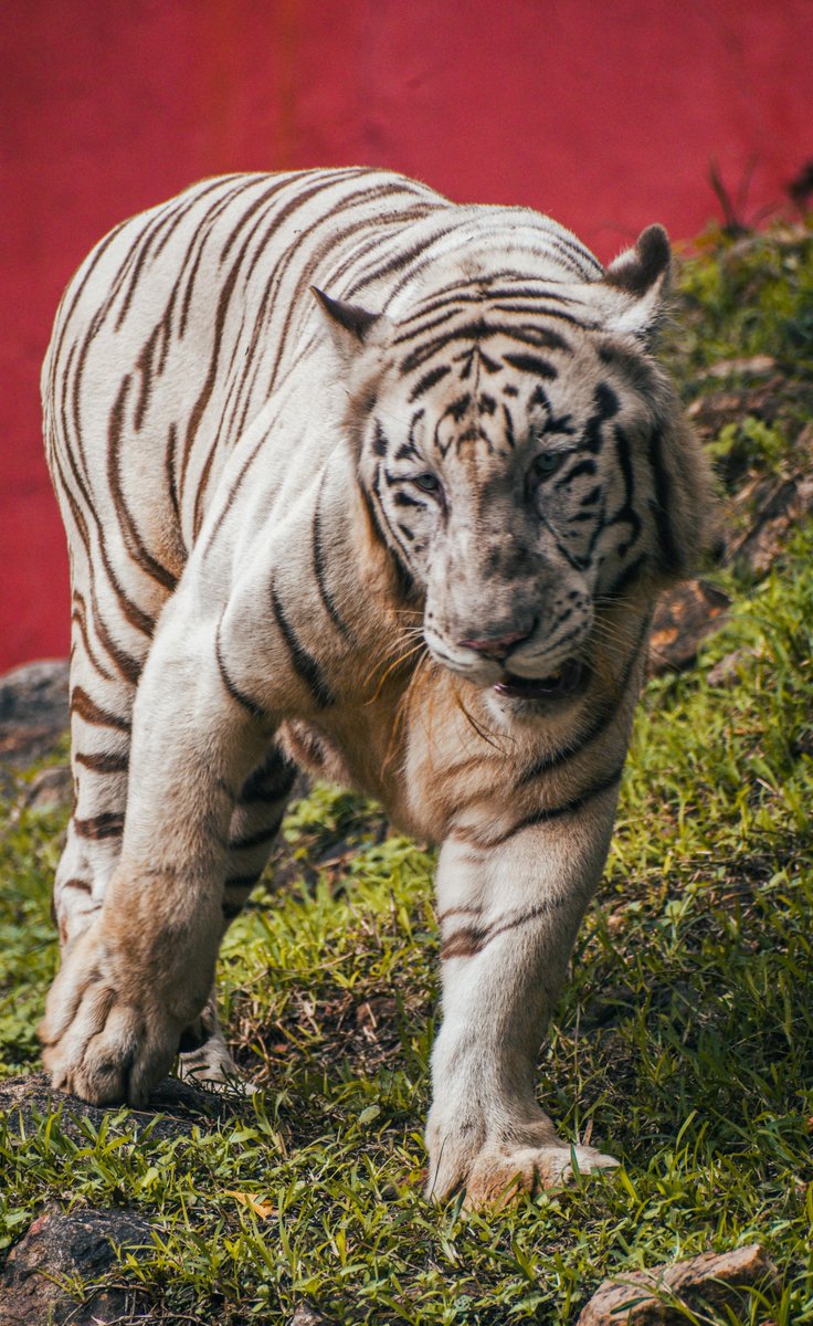 Porchita chawala tweet media