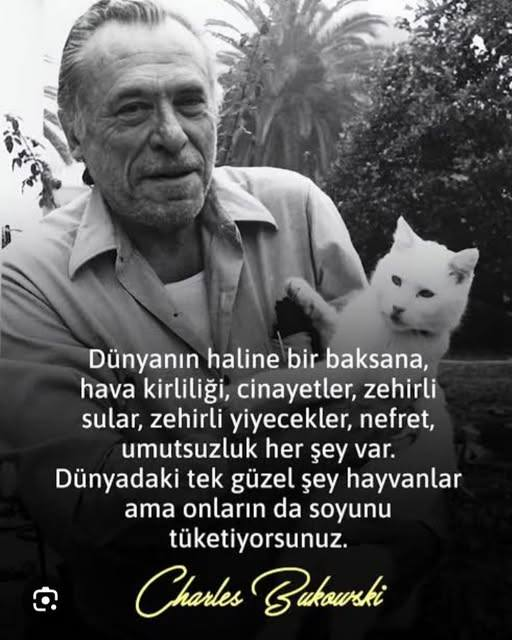 kedi tweet media