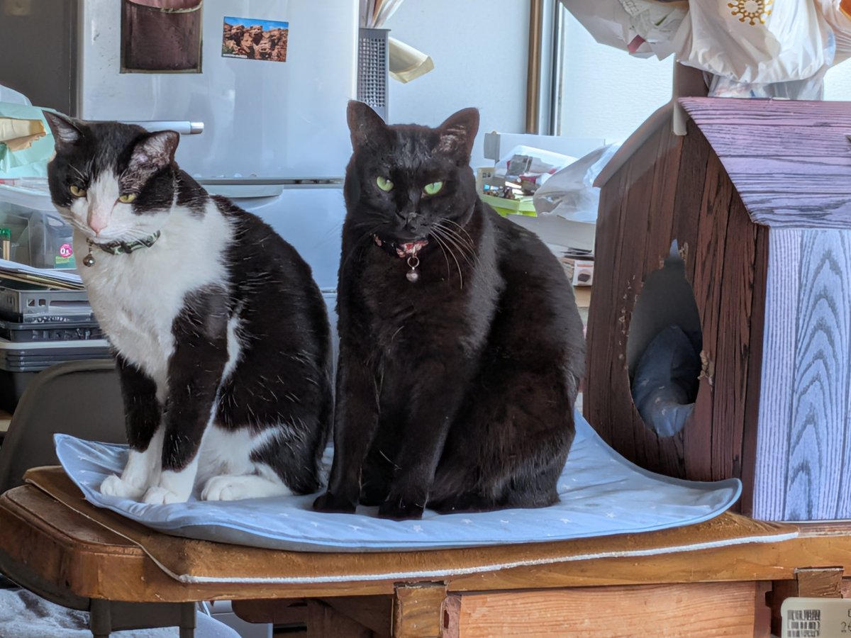 アコ吉 tweet media