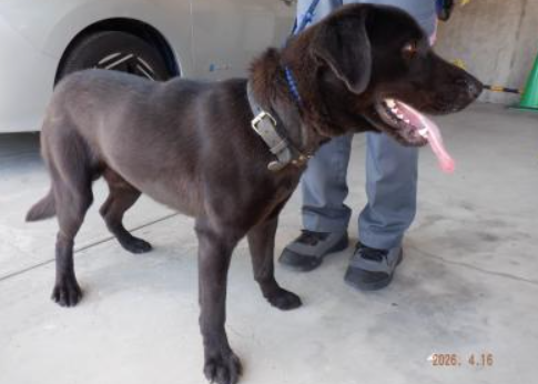 迎えを待ってます😟お心当たりのある方、教えてあげて🙏
dog.pref.miyazaki.lg.jp/modules/addon_…
#宮崎県  児湯郡  都農町  都農町川北  4/16収容
#ラブラドールレトリーバー 系 ♂️ 黒ラブ  
黒のハーフチョーク  #迷子犬  #迷い犬  川南町  日向市
飼い主様・関係者以外の連絡不可です。【No.27290】