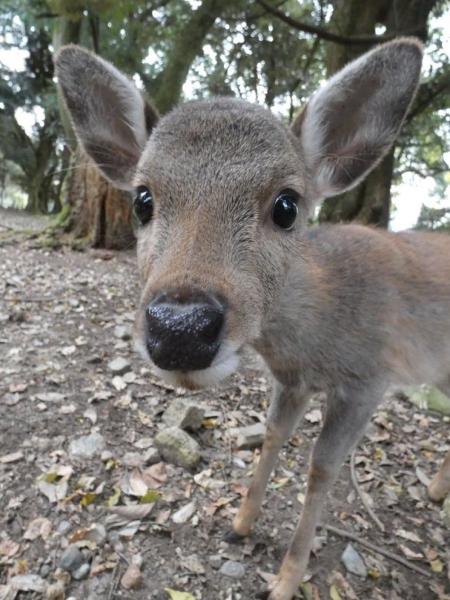 daily bambichael tweet media