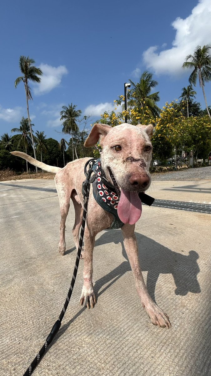 Happy Doggo Thailand tweet media