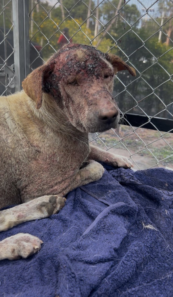 Happy Doggo Thailand tweet media