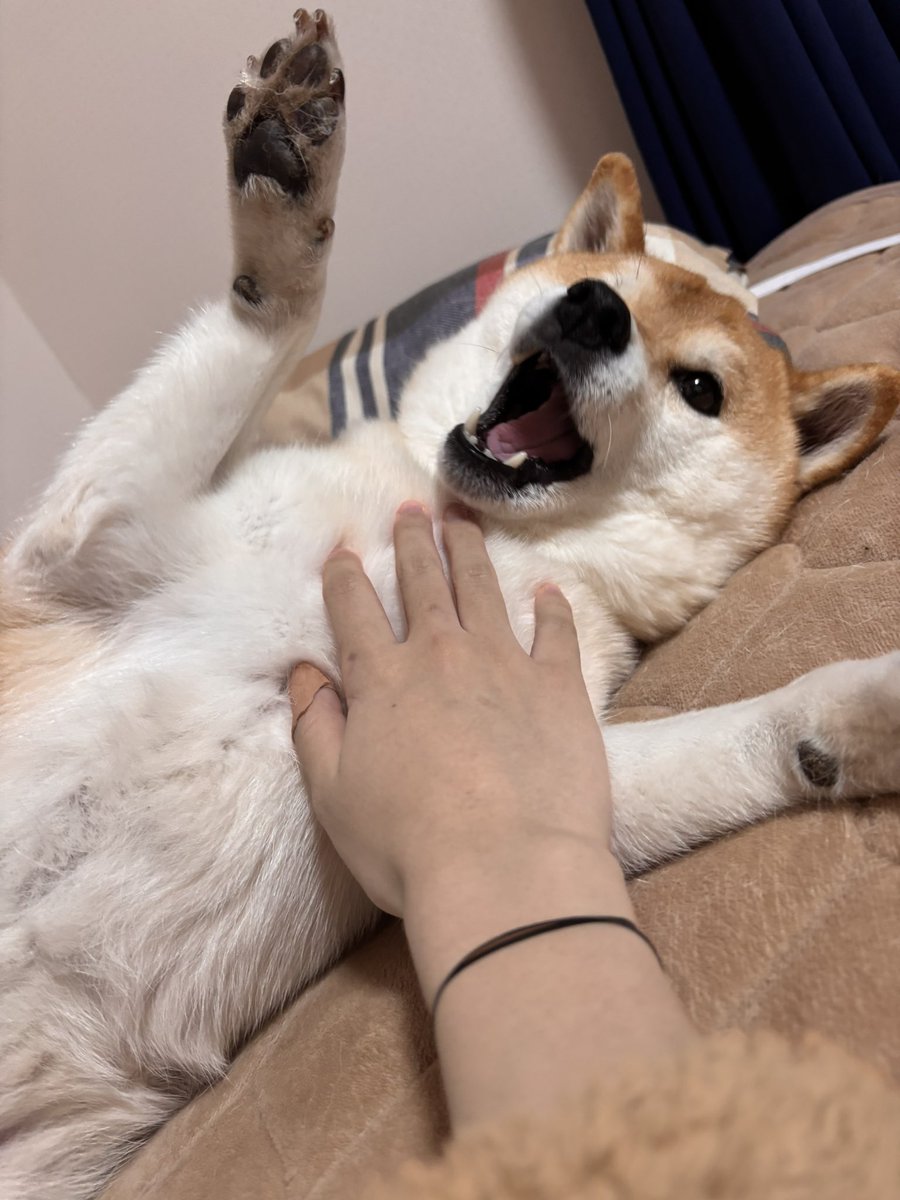 柴犬いち tweet media