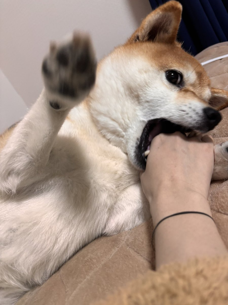 柴犬いち tweet media