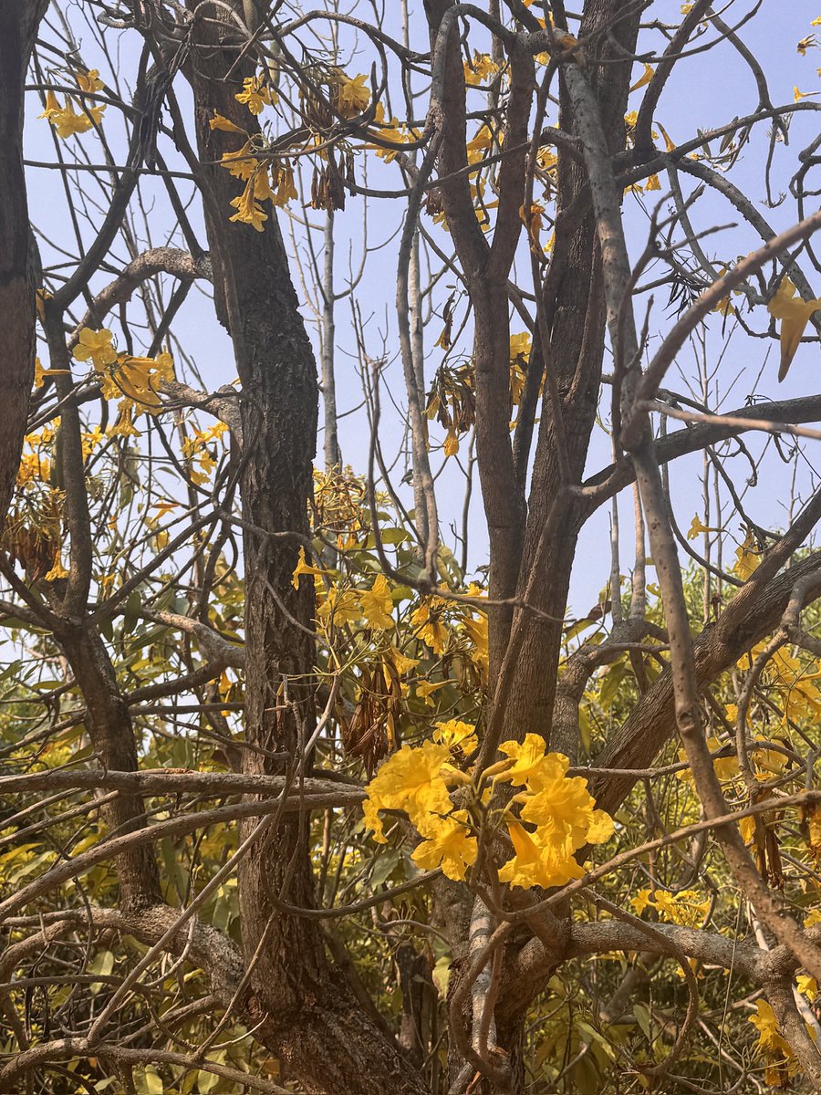 nisharai_ggc's tweet image. It's not the days in your life, but the life in your days that counts !
#MondayMotivaton 
#NatureIsMagic 
#5amclub 
#HealthHabits