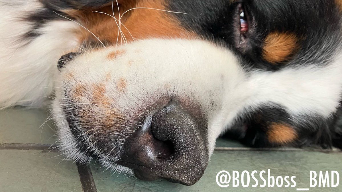 ボスちん tweet media