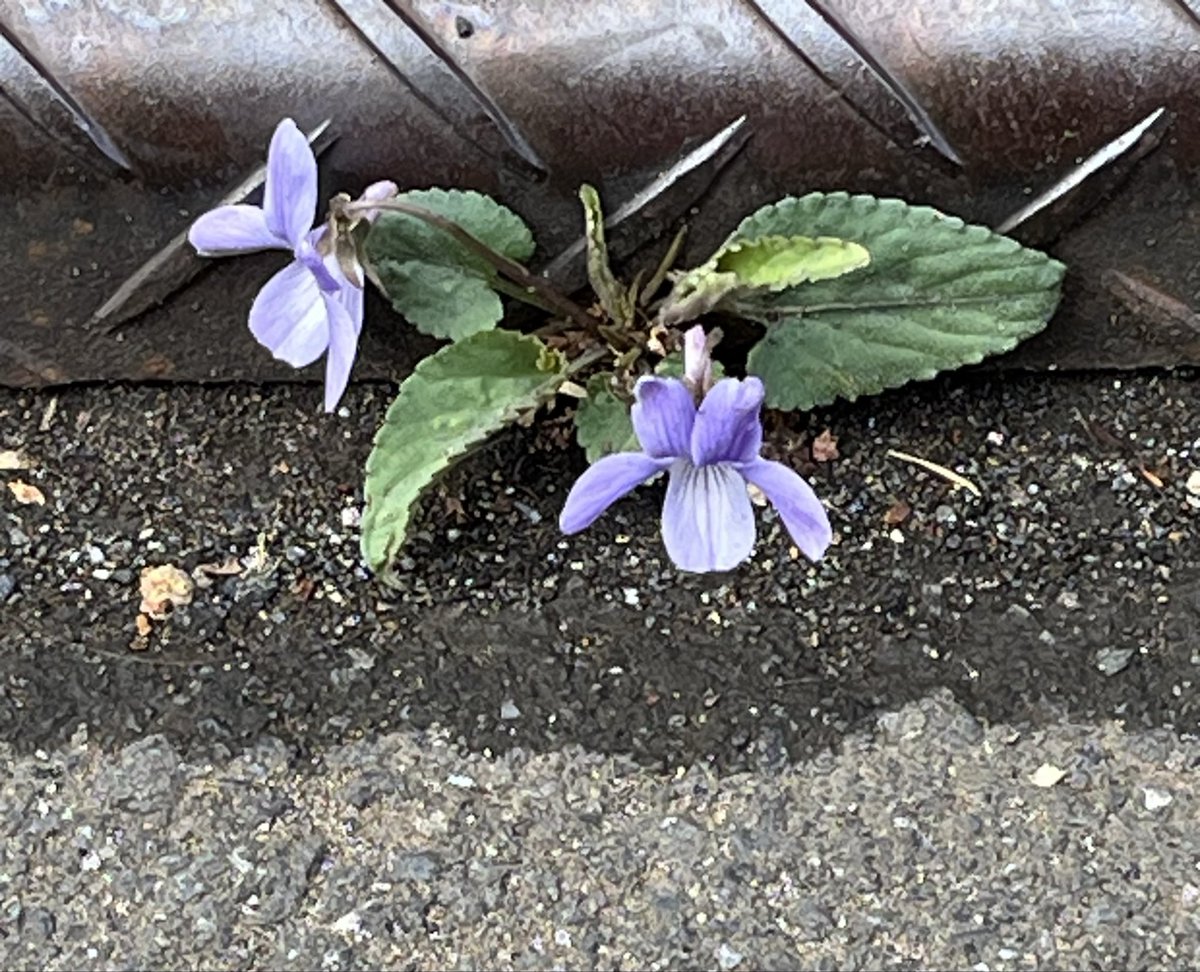 占い師🔮心理占星術ルナ🌙 tweet media