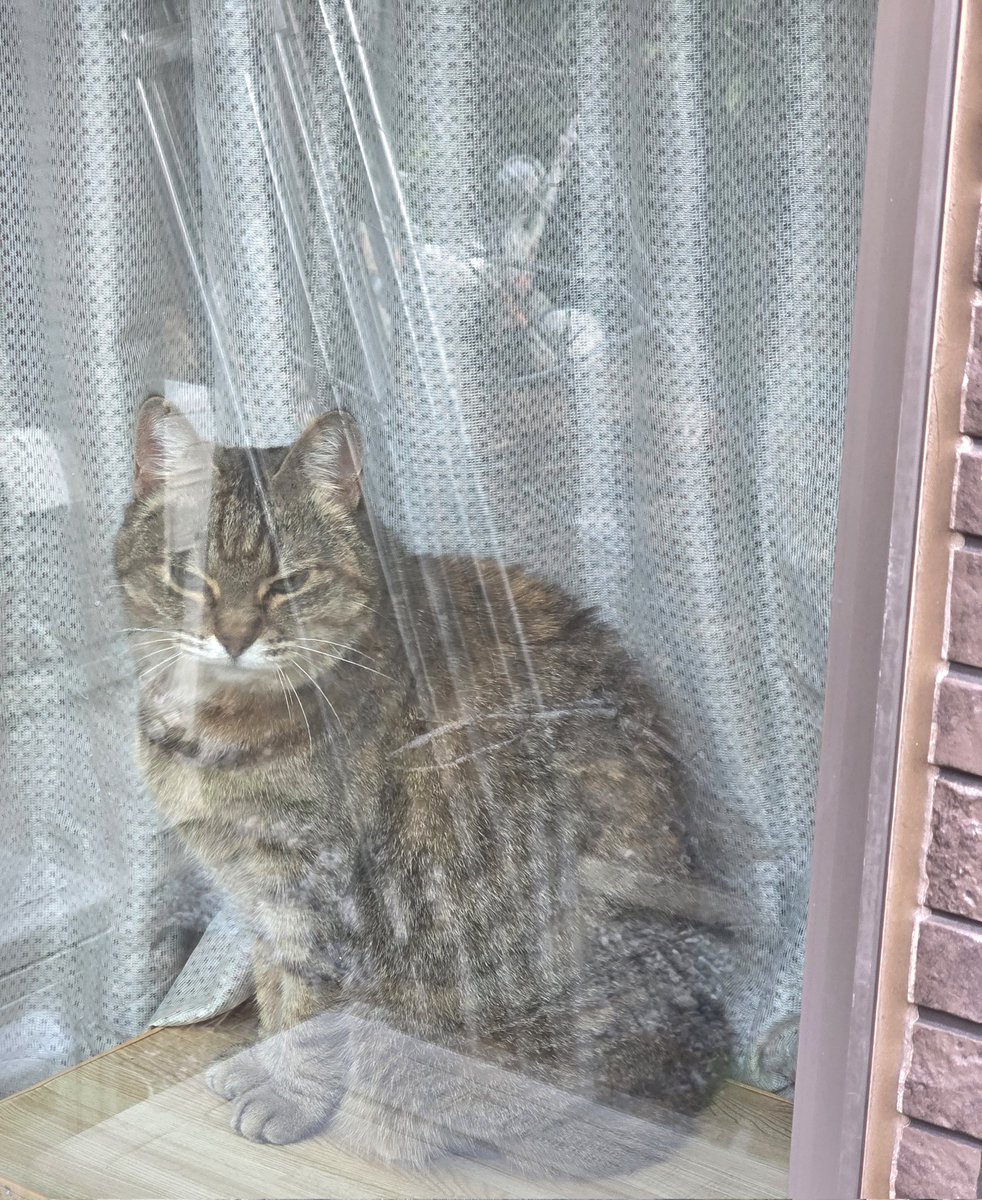 pon3767's tweet image. 今朝のお見送りニャルソック👀✨
渋い顔をしてます😅
｢行って来るよ〜。いい子にしてるんだよ｣と毎朝言うのですが、するとまと窓際まで走ってお見送りしてくれます😊   いつもありがとう(* ᴗ͈ˬᴗ͈)”

 #ニャルソック  #キジトラ