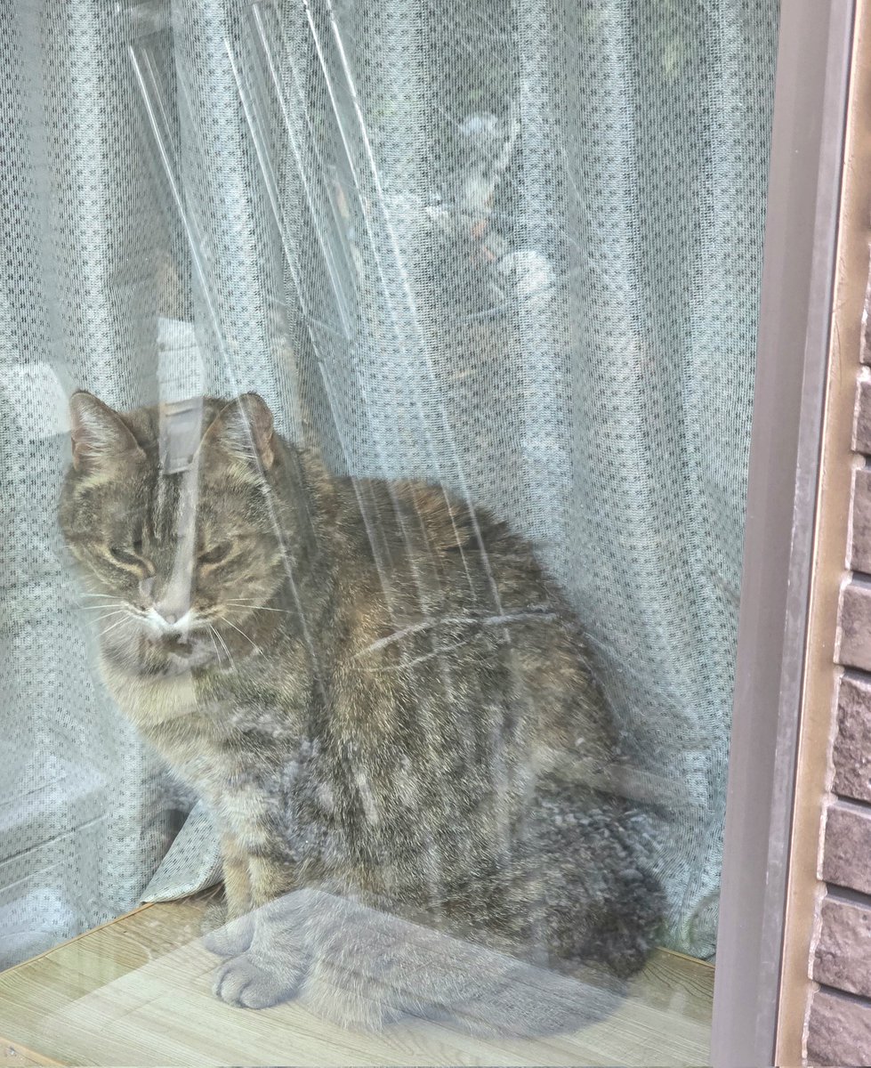 pon3767's tweet image. 今朝のお見送りニャルソック👀✨
渋い顔をしてます😅
｢行って来るよ〜。いい子にしてるんだよ｣と毎朝言うのですが、するとまと窓際まで走ってお見送りしてくれます😊   いつもありがとう(* ᴗ͈ˬᴗ͈)”

 #ニャルソック  #キジトラ