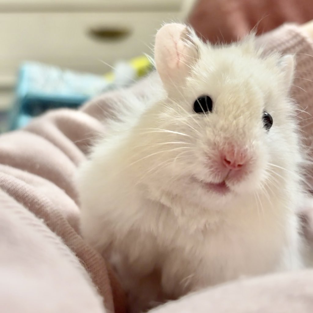 柔らかな体毛で覆われたいのちたち tweet media