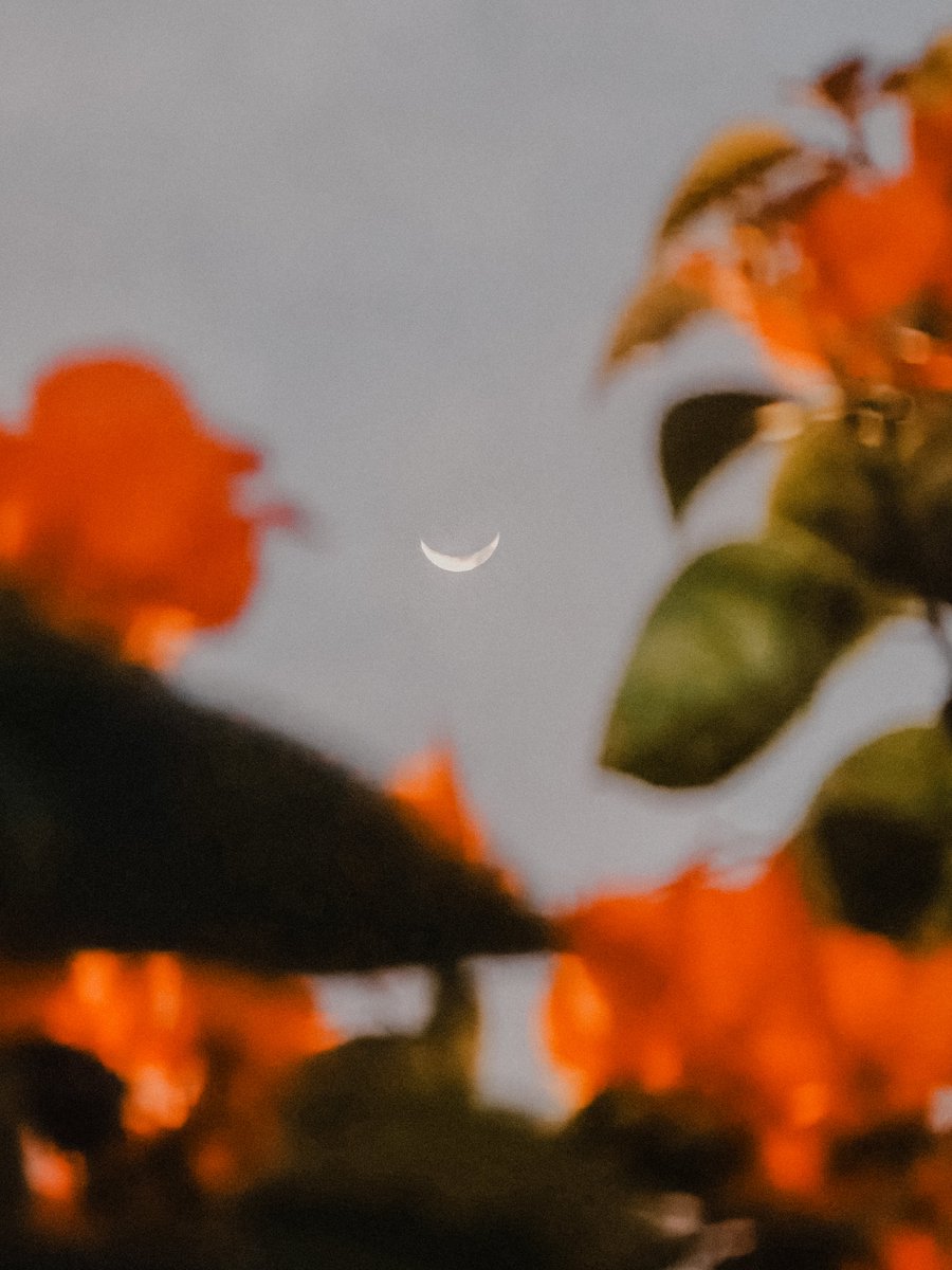 dans 🔰 tweet media