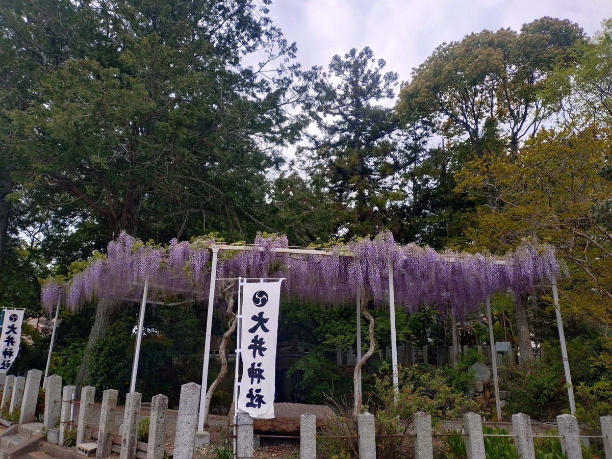 ooijinja's tweet photo. フジが見頃を迎えています♪

#亀岡市 #大井神社 #鯉明神 #フジ #藤 #藤棚 https://t.co/7PIfhygVbe