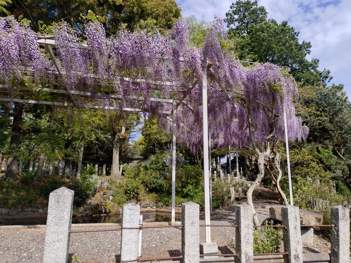 ooijinja's tweet photo. フジが見頃を迎えています♪

#亀岡市 #大井神社 #鯉明神 #フジ #藤 #藤棚 https://t.co/7PIfhygVbe