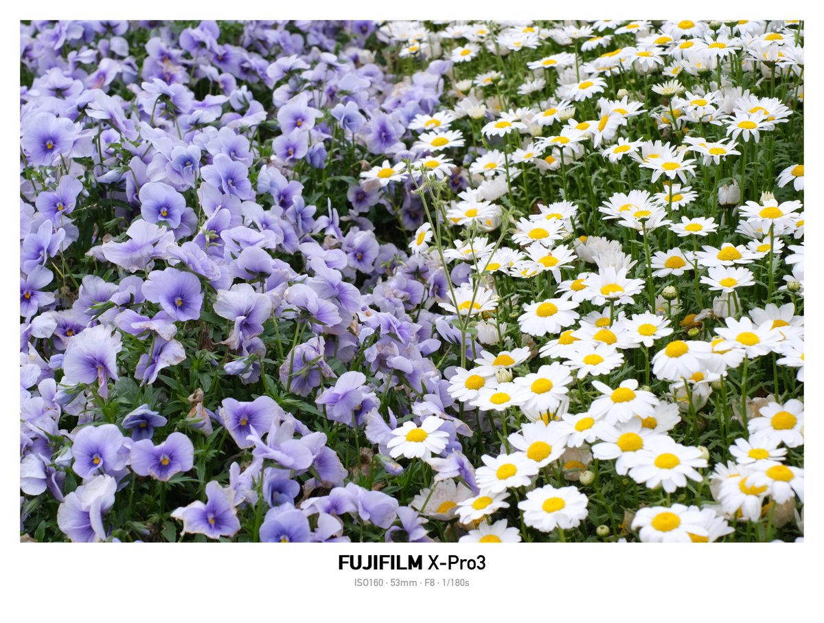 momochaaanmac's tweet photo. パンジーVSデージー‼︎
#花 #Flower #パンジー #デージー
#X_Pro3 #FUJIFILM
#写真好きな人と繋がりたい https://t.co/1PNRULOSzv