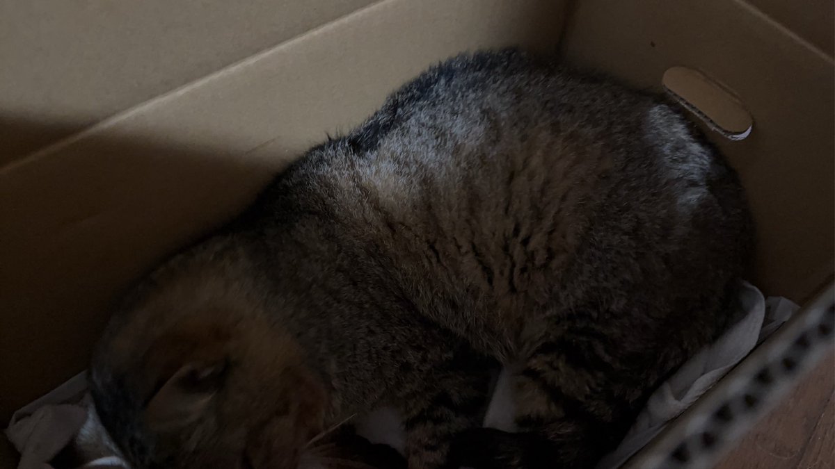 アザラシMINMI🦭 tweet media