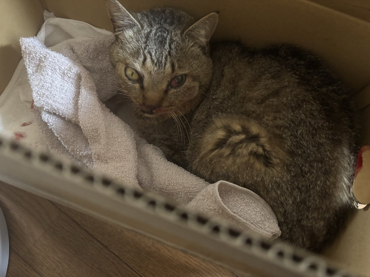 アザラシMINMI🦭 tweet media