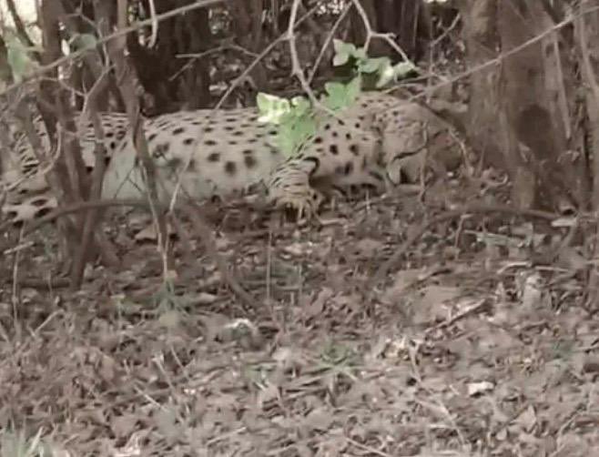 “Rajasthan Proves Ideal for Cheetahs: KP-2 and KP-3 Explore New Territories” 

The recent events show us how suitable Rajasthan is for cheetahs. In these incidents, one cheetah, KP-2, crossed the Chambal River and reached Zone No. 9 of Ranthambore, while KP-3 reached Shergarh
